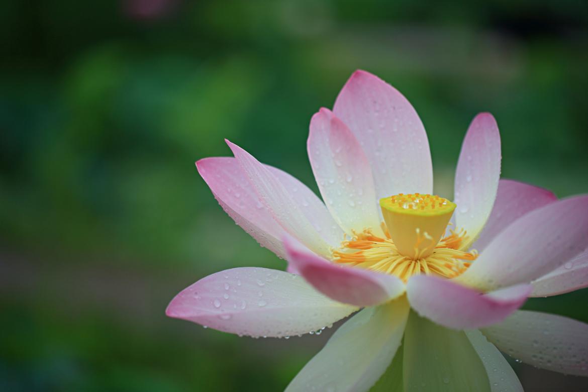 [50+에세이] 여름날 연꽃 향기 