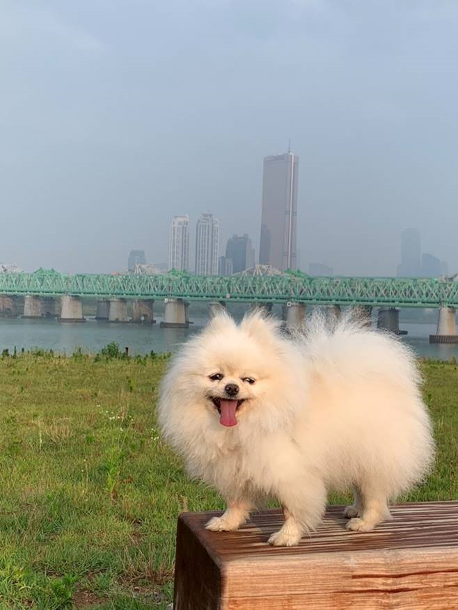 반려동물 키우는 인구 1천만명시대, 같이 잘 살고 계신가요!?