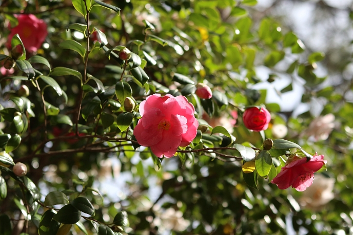 동백꽃 보러 부산으로 가요
