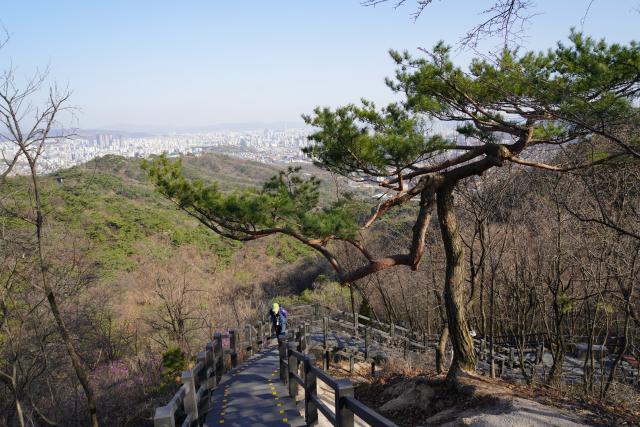 [休]반세기 금단의 숲길 3㎞···뒷모습도 靑아하구나